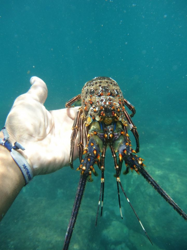 Lo que se encuentra en el mar